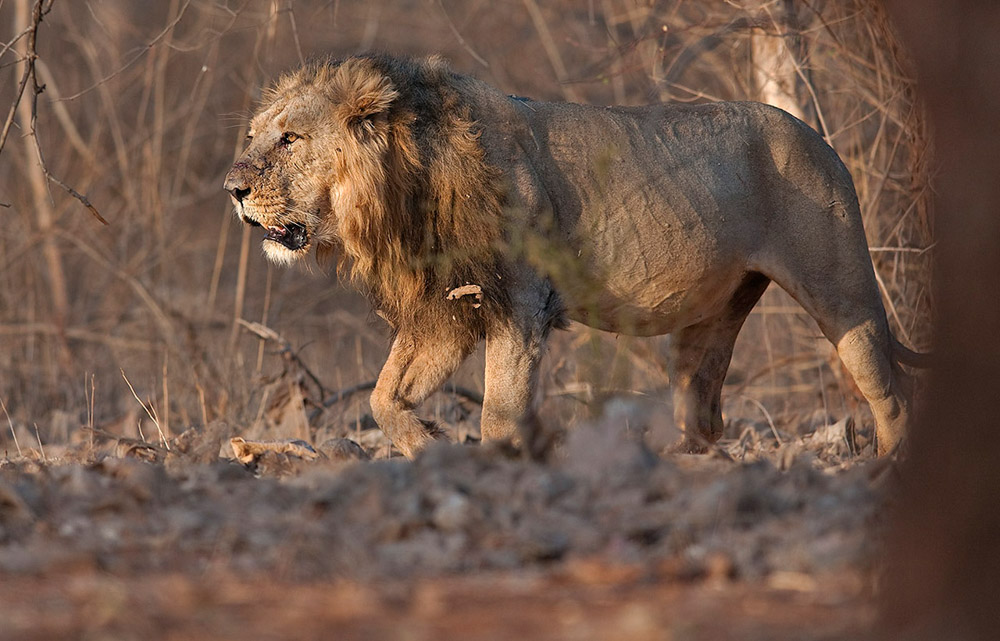 https://wildworldindia.com/wp-content/uploads/2019/10/Male-Lion.jpg