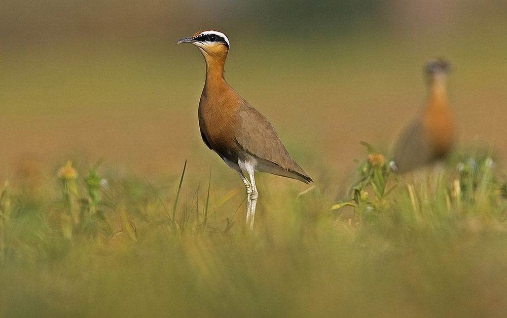 https://wildworldindia.com/wp-content/uploads/2020/01/India-Courser_Wild-World-India_Gujarat-Birding_Bird-Photography-Tours-India.jpg